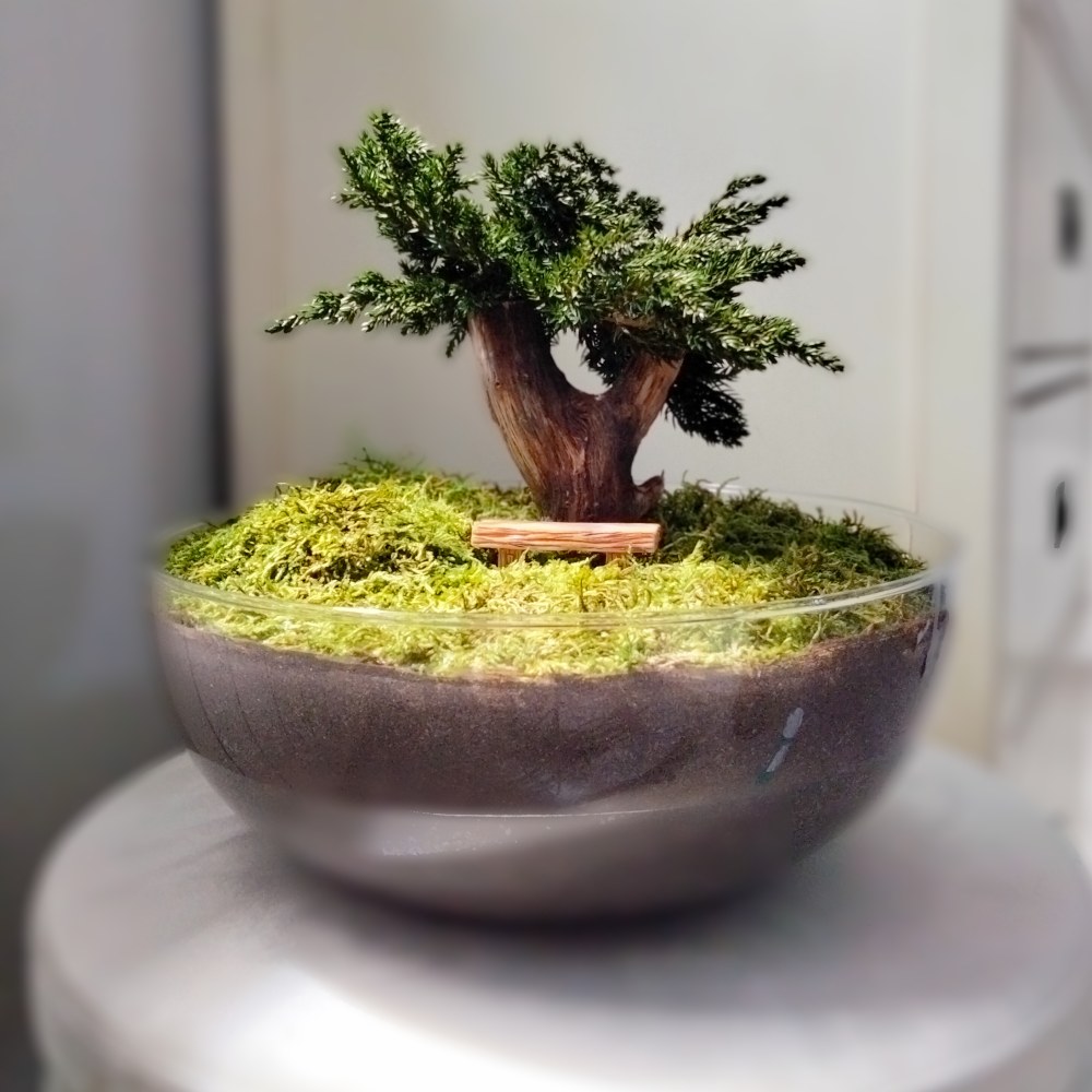 bonsái de 28 cm Sin cúpula