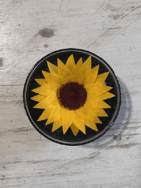 URNA VIVARIUM GIRASOL EN SU INTERIOR